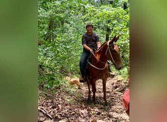 Mulo, Yegua, 9 años, 163 cm, Alazán-tostado