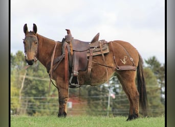 Mulo, Yegua, 9 años, Red Dun/Cervuno