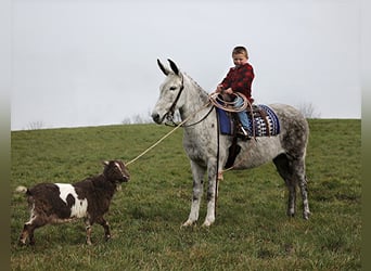 Mulo, Yegua, 9 años, Tordo rodado