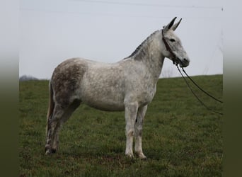 Mulo, Yegua, 9 años, Tordo rodado