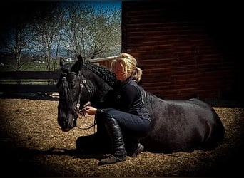 Murgese/caballo de las Murgues, Caballo castrado, 10 años, 155 cm, Negro