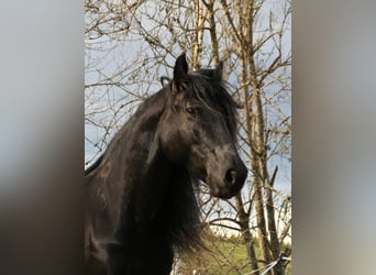 Murgese/caballo de las Murgues, Caballo castrado, 10 años, 155 cm, Negro
