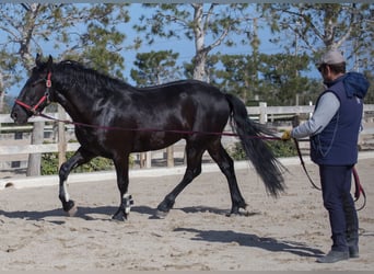 Murgese/caballo de las Murgues, Caballo castrado, 10 años, 164 cm, Negro