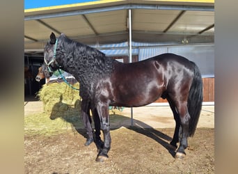 Murgese/caballo de las Murgues, Caballo castrado, 11 años, 168 cm, Negro