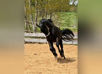 Murgese/caballo de las Murgues, Caballo castrado, 11 años, 170 cm