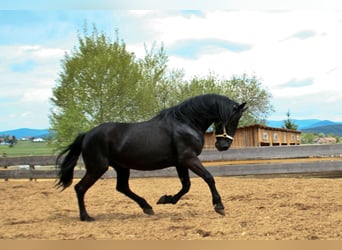 Murgese/caballo de las Murgues, Caballo castrado, 11 años, 170 cm