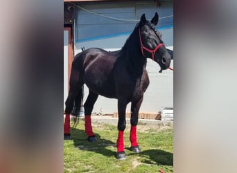 Murgese/caballo de las Murgues, Caballo castrado, 15 años, 163 cm, Negro