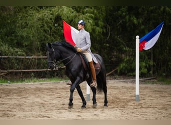 Murgese/caballo de las Murgues, Caballo castrado, 15 años, 172 cm, Negro