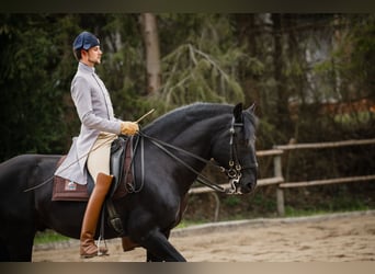 Murgese/caballo de las Murgues, Caballo castrado, 15 años, 172 cm, Negro