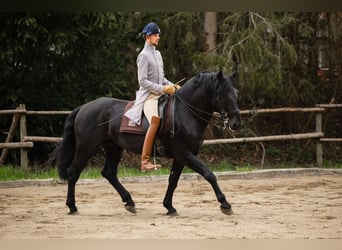 Murgese/caballo de las Murgues, Caballo castrado, 15 años, 172 cm, Negro