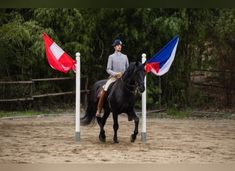 Murgese/caballo de las Murgues, Caballo castrado, 15 años, 172 cm, Negro