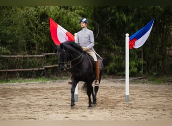 Murgese/caballo de las Murgues, Caballo castrado, 15 años, 172 cm, Negro