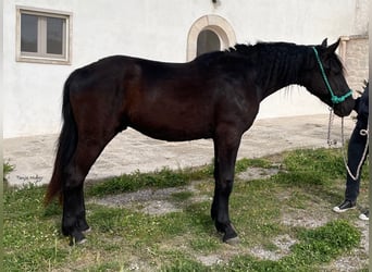 Murgese/caballo de las Murgues, Caballo castrado, 2 años, 160 cm, Negro