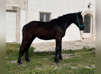 Murgese/caballo de las Murgues, Caballo castrado, 2 años, 160 cm, Negro