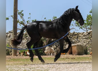 Murgese/caballo de las Murgues, Caballo castrado, 2 años, 162 cm, Negro