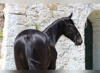 Murgese/caballo de las Murgues, Caballo castrado, 2 años, 162 cm, Negro