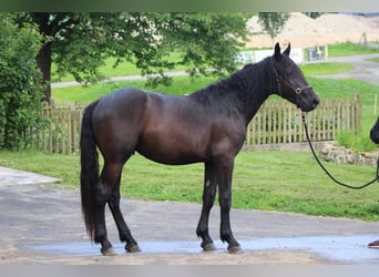 Murgese/caballo de las Murgues, Caballo castrado, 2 años, 165 cm, Negro