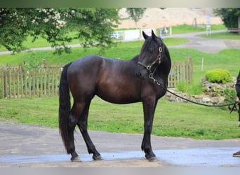 Murgese/caballo de las Murgues, Caballo castrado, 2 años, 165 cm, Negro