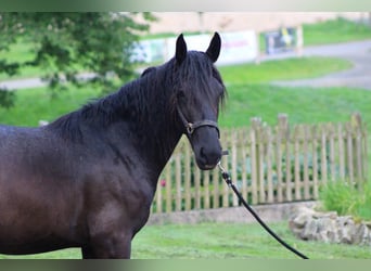 Murgese/caballo de las Murgues, Caballo castrado, 2 años, 165 cm, Negro