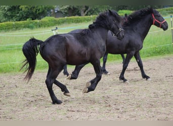Murgese/caballo de las Murgues, Caballo castrado, 2 años, 165 cm, Negro