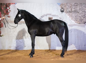 Murgese/caballo de las Murgues, Caballo castrado, 3 años, 156 cm, Negro