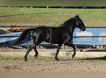 Murgese/caballo de las Murgues, Caballo castrado, 3 años, 158 cm, Negro