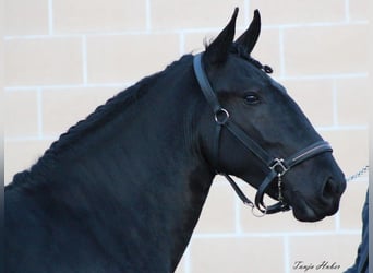 Murgese/caballo de las Murgues, Caballo castrado, 3 años, 158 cm, Negro