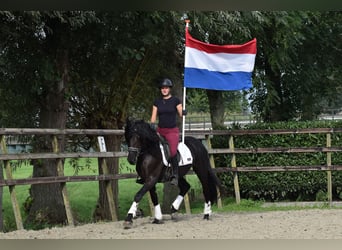 Murgese/caballo de las Murgues, Caballo castrado, 3 años, 160 cm, Negro