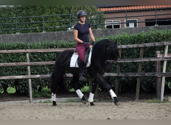 Murgese/caballo de las Murgues, Caballo castrado, 3 años, 160 cm, Negro