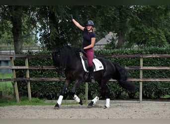 Murgese/caballo de las Murgues, Caballo castrado, 3 años, 160 cm, Negro