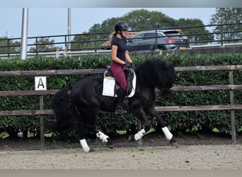 Murgese/caballo de las Murgues, Caballo castrado, 3 años, 160 cm, Negro