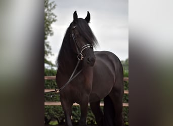 Murgese/caballo de las Murgues, Caballo castrado, 3 años, 160 cm, Negro