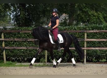 Murgese/caballo de las Murgues, Caballo castrado, 3 años, 160 cm, Negro