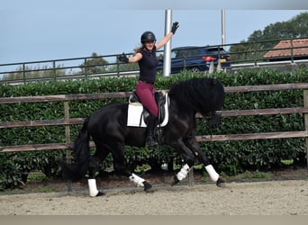 Murgese/caballo de las Murgues, Caballo castrado, 3 años, 160 cm, Negro