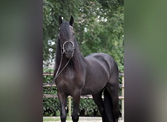 Murgese/caballo de las Murgues, Caballo castrado, 3 años, 160 cm, Negro