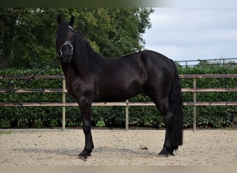 Murgese/caballo de las Murgues, Caballo castrado, 3 años, 160 cm, Negro