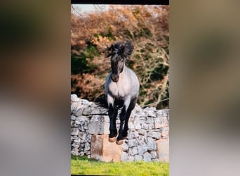 Murgese/caballo de las Murgues, Caballo castrado, 3 años, 160 cm, Ruano azulado