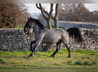 Murgese/caballo de las Murgues, Caballo castrado, 3 años, 160 cm, Ruano azulado