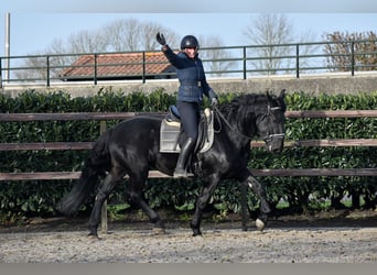 Murgese/caballo de las Murgues, Caballo castrado, 3 años, 163 cm, Negro