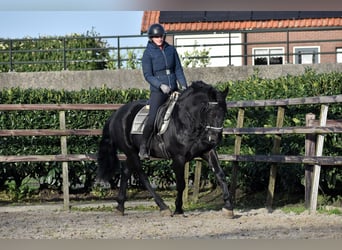 Murgese/caballo de las Murgues, Caballo castrado, 3 años, 163 cm, Negro