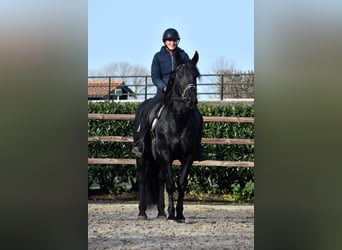 Murgese/caballo de las Murgues, Caballo castrado, 3 años, 163 cm, Negro