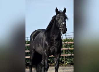 Murgese/caballo de las Murgues, Caballo castrado, 3 años, 163 cm, Negro