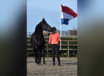 Murgese/caballo de las Murgues, Caballo castrado, 3 años, 163 cm, Negro