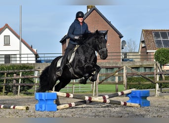 Murgese/caballo de las Murgues, Caballo castrado, 3 años, 163 cm, Negro