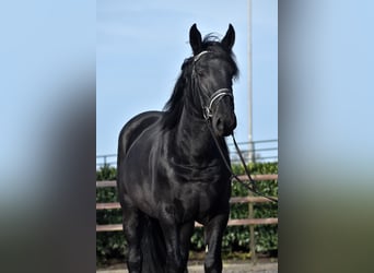 Murgese/caballo de las Murgues, Caballo castrado, 3 años, 163 cm, Negro