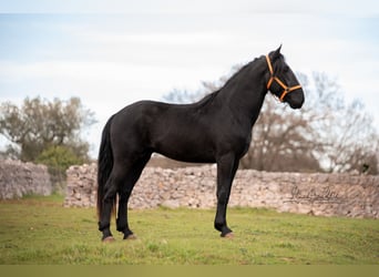 Murgese/caballo de las Murgues, Caballo castrado, 3 años, 163 cm, Negro