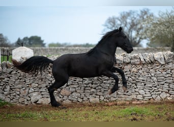 Murgese/caballo de las Murgues, Caballo castrado, 3 años, 163 cm, Negro