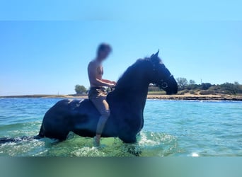 Murgese/caballo de las Murgues, Caballo castrado, 3 años, 164 cm, Negro