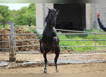Murgese/caballo de las Murgues, Caballo castrado, 3 años, 165 cm, Negro