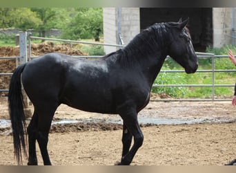 Murgese/caballo de las Murgues, Caballo castrado, 3 años, 165 cm, Negro